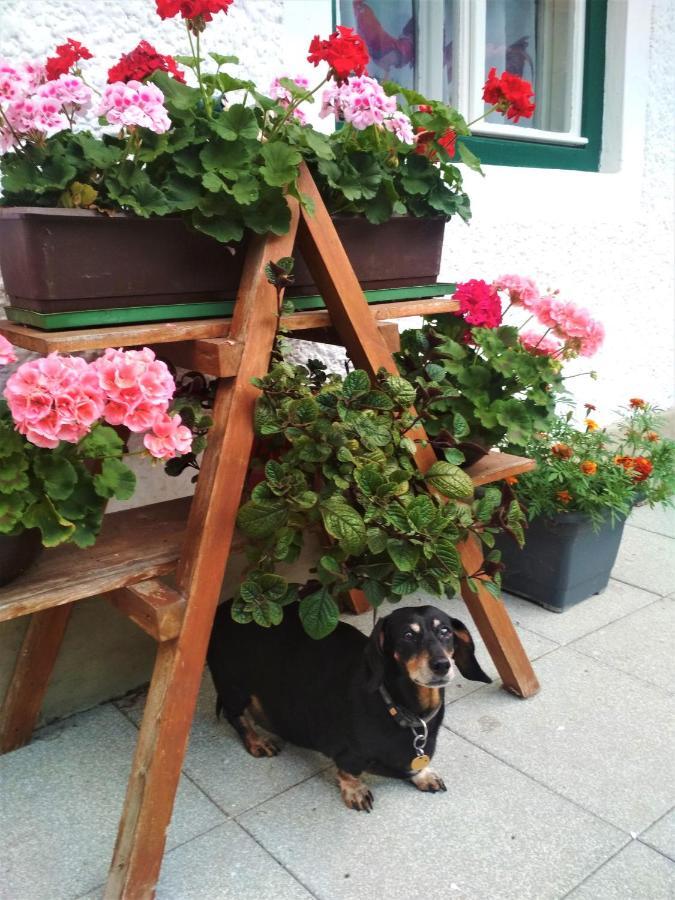 Blonbauer Villa Schladming Eksteriør billede